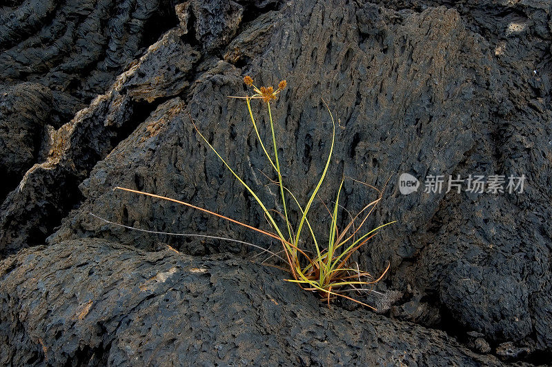 安徒生莎草，安徒生莎草，安徒生莎草，Punta Mureno，伊莎贝拉岛。加拉帕戈斯群岛，厄瓜多尔。加拉帕戈斯群岛国家公园。莎草科。